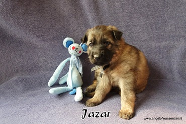 Jazar, licht-grauwe Oudduitse Herder reu van 4 weken oud